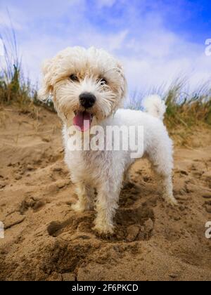 Jack Russell Cross Terrier Hund am Strand, Großbritannien Stockfoto