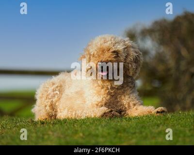 Lagotto Romagnolo Hund liegt auf dem Gras, UK Stockfoto