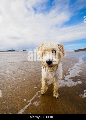 Kleiner weißer Hund am Strand, Bude, Cornwall, Großbritannien Stockfoto