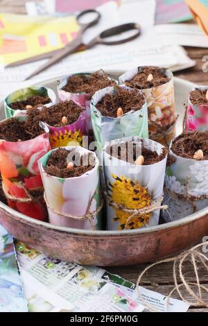 Aussaat französischer Bohnen. Beginnen Sie mit „Violet Podded“-Bohnen - Phaseolus vulgaris - in hausgemachten Papiertöpfen. VEREINIGTES KÖNIGREICH Stockfoto