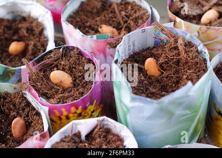 Aussaat französischer Bohnen. Beginnen Sie mit „Violet Podded“-Bohnen - Phaseolus vulgaris - in hausgemachten Papiertöpfen. VEREINIGTES KÖNIGREICH Stockfoto