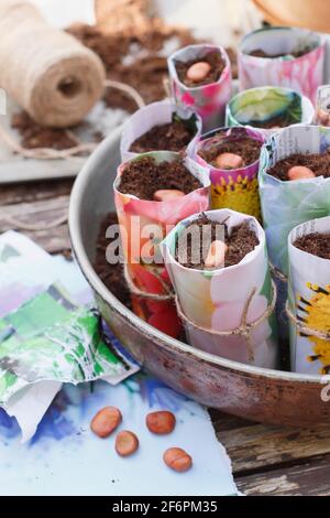 Aussaat von Saubohnen in Papiertöpfen im Innenbereich zur zuverlässigen Keimung. Vicia faba 'Bunyards Ausstellung'. VEREINIGTES KÖNIGREICH Stockfoto