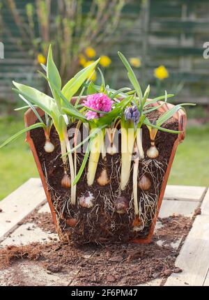 Lasagne mit Glühbirne. Querschnitt zur Darstellung von Schichten von Frühlingszwiebeln für eine dichte sukkkkessionelle Darstellung. Top down - Muscari, Narzisse, Hyazinthe, Tulpe. Stockfoto