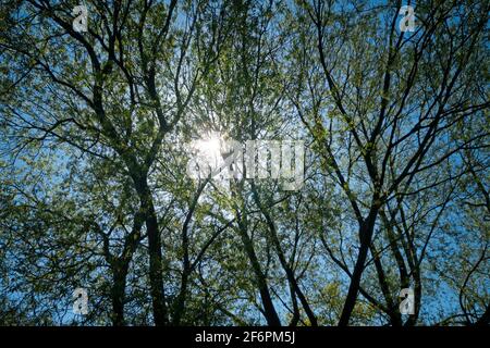 Die Sonne scheint durch kurvenreiche Äste mit neuen Blättern; ein blauer Himmel im Hintergrund. Stockfoto