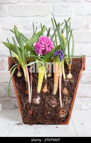 Lasagne mit Glühbirne. Querschnitt zur Darstellung von Schichten von Frühlingszwiebeln für eine dichte sukkkkessionelle Darstellung. Top down - Muscari, Narzisse, Hyazinthe, Tulpe. Stockfoto