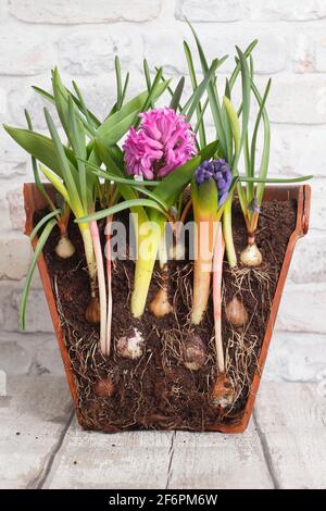 Lasagne mit Glühbirne. Querschnitt zur Darstellung von Schichten von Frühlingszwiebeln für eine dichte sukkkkessionelle Darstellung. Top down - Muscari, Narzisse, Hyazinthe, Tulpe. Stockfoto