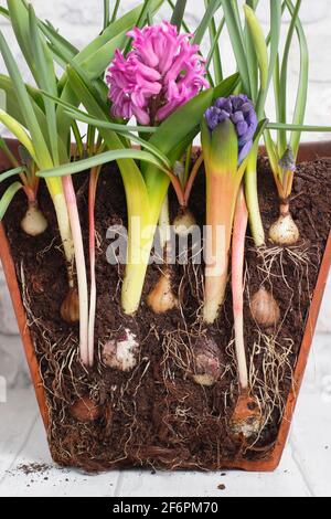 Lasagne mit Glühbirne. Querschnitt zur Darstellung von Schichten von Frühlingszwiebeln für eine dichte sukkkkessionelle Darstellung. Top down - Muscari, Narzisse, Hyazinthe, Tulpe. Stockfoto