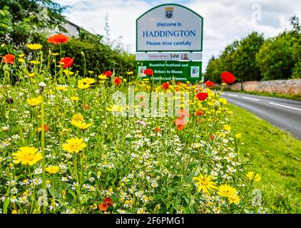 Wildblumen im Sommer Sonnenschein am Straßenrand am Stadtgrenzschild, mit Haddington Stadtbegrüßungsschild, East Lothian, Schottland, Vereinigtes Königreich Stockfoto