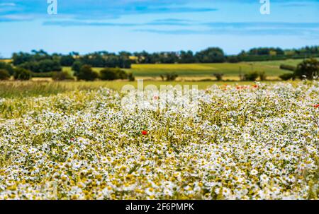 Sommerpflanzenfeld mit Mohnblumen und Wildblumen aus Ochsenaugen (Leucanthemum vulgare) bei Sonnenschein, East Lothian, Schottland, Großbritannien Stockfoto