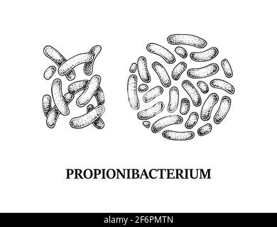 Von Hand gezogene probiotische Propionibakterium-Bakterien. Guter Mikroorganismus für die menschliche Gesundheit und Verdauung Regulierung. Vektorgrafik im Skizzenstil Stock Vektor