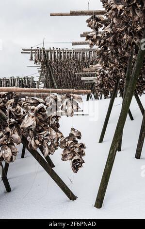 Traditioneller Stockfisch, der in vertikalem Muster auf einem Trockengestell hängt, Norwegen. Stockfoto