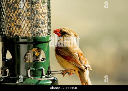 Die weibliche Northern Red Cardinal thronte auf dem Vogelfutterhäuschen und war in ihrer Umgebung wachsam. Stockfoto