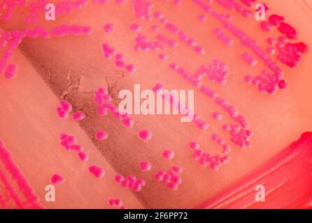 Helicobacter pylori bacteria - Draufsicht Stockfoto