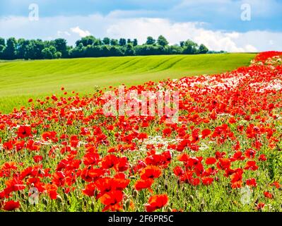 Buntes Feld wilder roter Mohnblumen, das neben dem Erntefeld bei Sonnenschein wächst, East Lothian, Schottland, Großbritannien Stockfoto