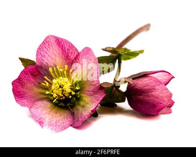 Weihnachtsrose isoliert auf weißem Hintergrund Stockfoto