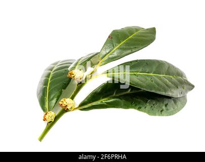 Kirsche Lorbeer Prunus laurocerasus isoliert auf weißem Hintergrund Stockfoto