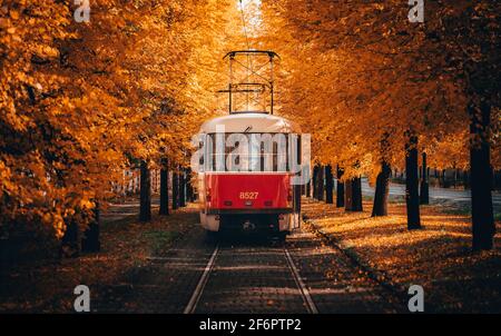 Rote Oldtimer-Straßenbahn, die während der Fahrt durch den Korridor von Orangenbäumen fährt Herbst Stockfoto