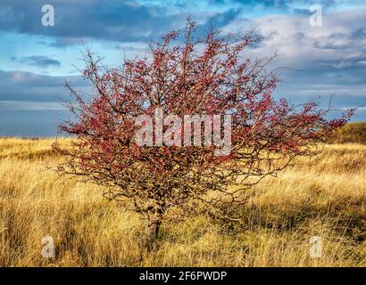 Hawthorn Bush, Crataegus, mit roten Beeren in Dünengebiet, Aberlady Nature Reserve, East Lothian, Schottland, Großbritannien Stockfoto