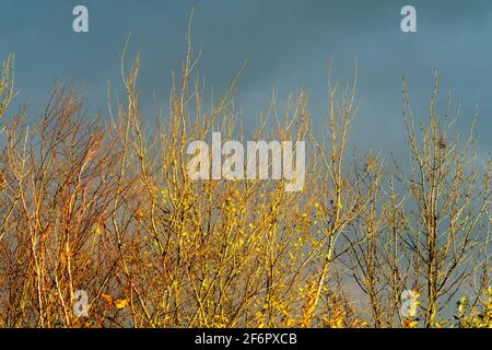 Nahaufnahme von Ästen mit nur wenigen Blättern, auf der Baumspitze im Spätherbst in direkter Sonneneinstrahlung mit grauem, stürmischem Himmel dahinter. Stockfoto