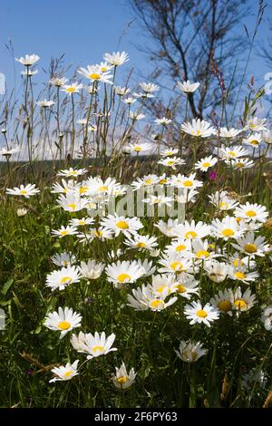 Leucanthemum vulgare - Oxeye Gänseblümchen in Blüte. Stockfoto