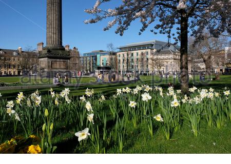 Frühling Narzissen in St. Andrew Square Garden, Edinburgh, Schottland Stockfoto