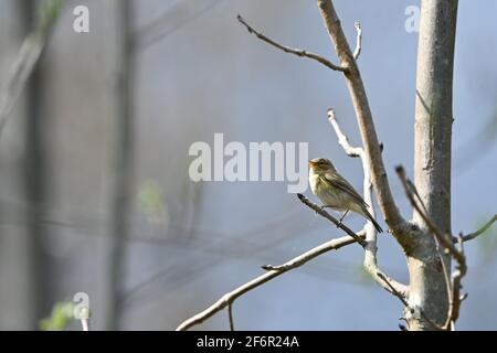 Chiffchaff sitzt in einem Baum Stockfoto