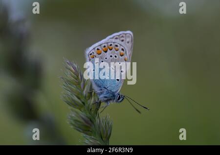 Gewöhnlicher Blauer kleiner Schmetterling aus der Nähe in der Natur, auf einer Pflanze, Makro-Natur. Blaugraue Buttefly, auf einem natürlichen Pflanzenhintergrund. Stockfoto