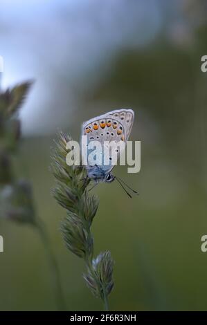 Gewöhnlicher Blauer kleiner Schmetterling aus der Nähe in der Natur, auf einer Pflanze, Makro-Natur. Blaugraue Buttefly, auf einem natürlichen Pflanzenhintergrund. Stockfoto