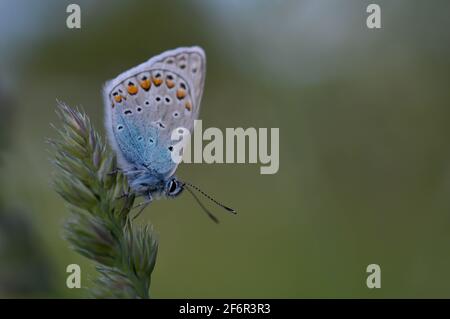 Gewöhnlicher Blauer kleiner Schmetterling aus der Nähe in der Natur, auf einer Pflanze, Makro-Natur. Blaugraue Buttefly, auf einem natürlichen Pflanzenhintergrund. Stockfoto