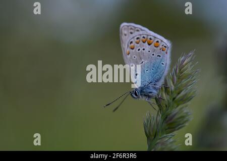 Gewöhnlicher Blauer kleiner Schmetterling aus der Nähe in der Natur, auf einer Pflanze, Makro-Natur. Blaugraue Buttefly, auf einem natürlichen Pflanzenhintergrund. Stockfoto