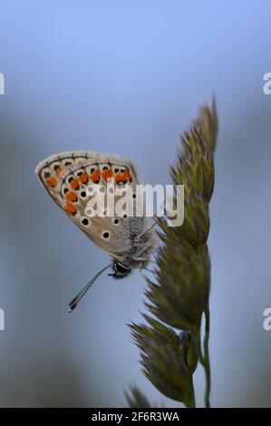 Gewöhnlicher Blauer kleiner Schmetterling aus der Nähe in der Natur, auf einer Pflanze, Makro-Natur. Blaugraue Buttefly, auf einem natürlichen Pflanzenhintergrund. Stockfoto