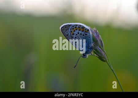 Gewöhnlicher Blauer kleiner Schmetterling aus der Nähe in der Natur, auf einer Pflanze, Makro-Natur. Blaugraue Buttefly, auf einem natürlichen Pflanzenhintergrund. Stockfoto