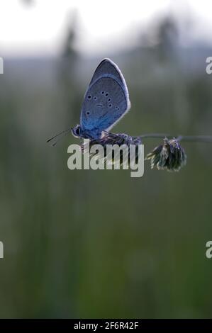 Gewöhnlicher Blauer kleiner Schmetterling aus der Nähe in der Natur, auf einer Pflanze, Makro-Natur. Blaugraue Buttefly, auf einem natürlichen Pflanzenhintergrund. Stockfoto