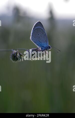 Gewöhnlicher Blauer kleiner Schmetterling aus der Nähe in der Natur, auf einer Pflanze, Makro-Natur. Blaugraue Buttefly, auf einem natürlichen Pflanzenhintergrund. Stockfoto