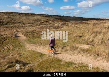 Ein Hundespaziergänger zwischen den Sanddünen und dem Strand mit Blick auf die Nordsee im Weiler Blackdog, Aberdeenshire, Schottland Stockfoto