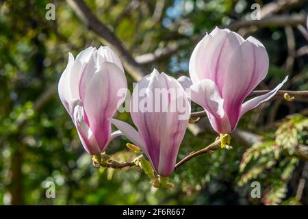 Prächtige Blüten von Magnolia in der Evolution entwickelte sich die Bestäubung über Käfer vor Bienen kamen vorbei Stockfoto