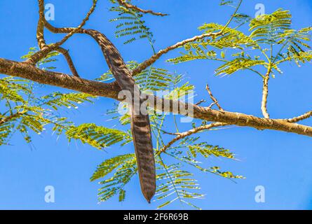 Samenkapseln auf einem Poinciana-Baum mit blauem Himmel in Playa del Carmen, Mexiko. Stockfoto