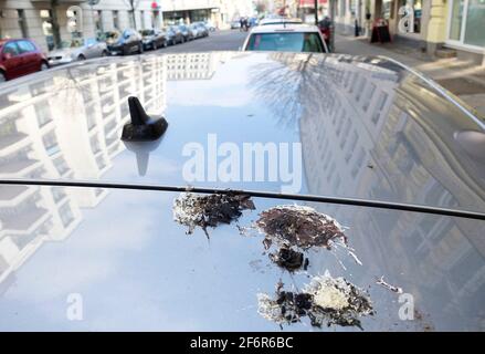 Vogelkot auf einem Autodach, Berlin Stockfoto