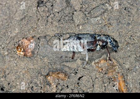 Jungkäfer von Zuckerrübenkäfer (Asproparthenis punctiventris, ehemals Bothynoderes punctiventris) auf Blättern beschädigten rote Beete. Es handelt sich um einen Import Stockfoto