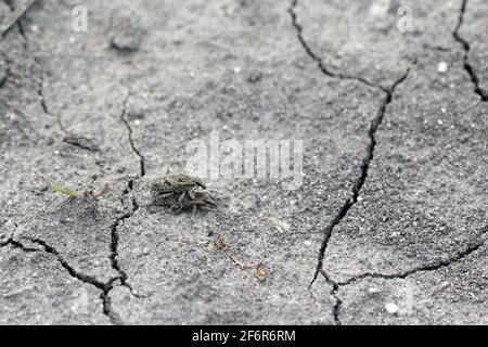 Zuckerrübenkäfer, auch Rootbebenkäfer genannt (Asproparthenis punctiventris, ehemals Bothynoderes punctiventris), auf Blättern beschädigte Rote Beete Pflanzen. It Stockfoto