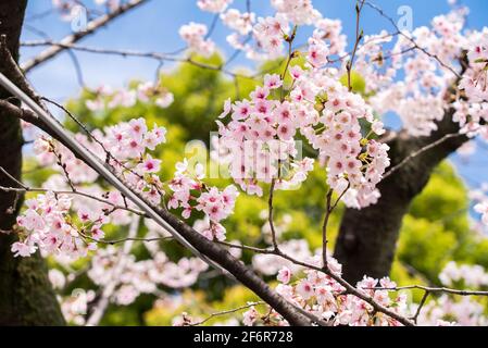 Japanische Sakura- und Kirschblütenbäume in voller Blüte. Wunderschöne rosa, weiße und magentafarbene Blüten mit blauem Himmel. Stockfoto