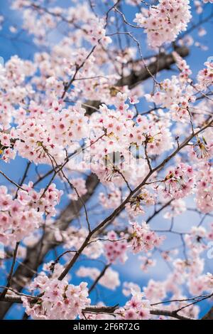 Japanische Sakura- und Kirschblütenbäume in voller Blüte. Wunderschöne rosa, weiße und magentafarbene Blüten mit blauem Himmel. Stockfoto