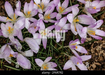 Frühlingshintergrund mit blühendem Violett, violettem Crocus im frühen Frühjahr. Crocus Iridaceae blüht. Gruppe blühender purpurner Krokus auf der Wiese. Stockfoto