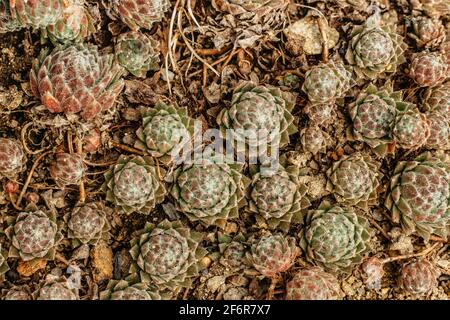 Farbenfroher Hintergrund von Sukulenten. Werkshintergrund. Kaktus sukkuliert im Garten. Blumenarrangement.Nahaufnahme von sukkkkkkkulentem echeveria. Makro Stockfoto