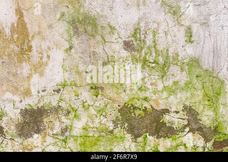 Grüner, schmutziger Schimmel auf einer alten, rissigen Betonwand eines verlassenen Gebäudes vor dem Hintergrund der Textur. Stockfoto