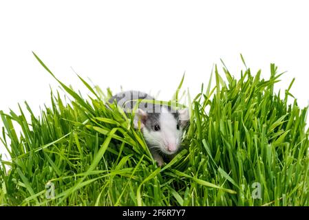 husky Ratte in grünem Gras auf weißem Hintergrund Stockfoto