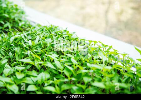 Pfeffersämlinge in Töpfen auf der Fensterbank. Selektiver Fokus.Natur Stockfoto