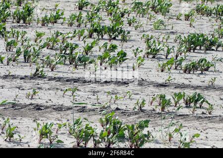 Rote Beete auf der Plantage, die durch Zuckerrübenkäfer (Asproparthenis punctiventris, ehemals Bothynoderes punctiventris) beschädigt wurden. Es ist ein wichtiges p Stockfoto