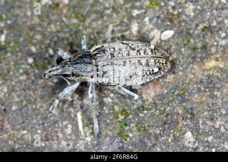 Zuckerrübenkäfer, auch Rootbebenkäfer genannt (Asproparthenis punctiventris, ehemals Bothynoderes punctiventris), auf Blättern beschädigte Rote Beete Pflanzen. It Stockfoto