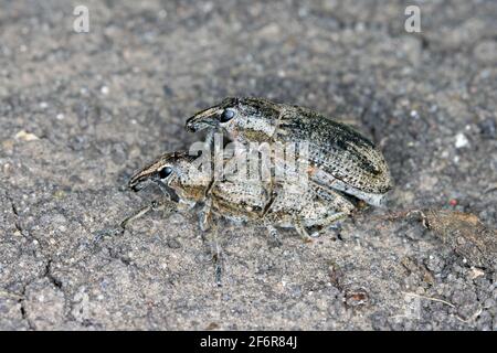 Zuckerrübenkäfer, auch Rootbebenkäfer genannt (Asproparthenis punctiventris, ehemals Bothynoderes punctiventris), auf Blättern beschädigte Rote Beete Pflanzen. It Stockfoto